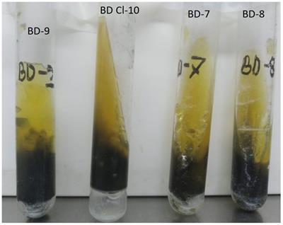 Genomic and functional portrait of multidrug-resistant, hydrogen sulfide (H2S)-producing variants of Escherichia coli